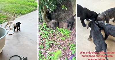 Dumped puppies wander onto a homeowner's back patio while she drinks her morning coffee, turning an ordinary morning into an unexpected rescue 