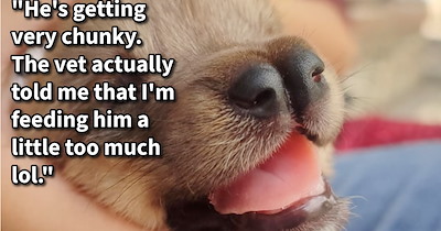Blind newborn puppy with special sniffer left to waste away on beach gets rescued by cat pawrent who despite disliking dogs, saw nothing more than a sweet four pawed soul in need of saving: ‘Despite everything, he's growing and getting stronger!’ 