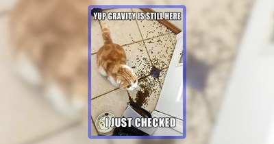 26 Meowing Memes of Cats Being the Cattiest Kitties