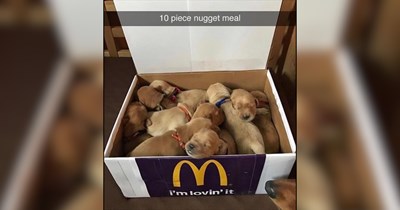 22 Dog Memes as Comforting as a Warm Cup of Ramen
