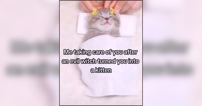A Roaring Fireplace of Cat Memes to Curl Up With a Cozy Pet