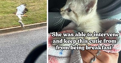 'Now that's a kitten rescue!': Birmingham girl saves tiny kitten from becoming a hawk's morning meal, then helps him find his furrever family