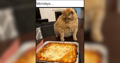 20 Hungry Cat Memes Looking for a Midnight Snack