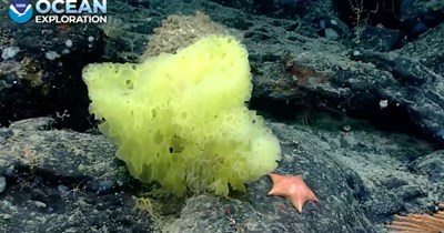 NOAA Expedition Finds Real-Life "Patrick and Spongebob" 6,200 feet below the Atlantic 