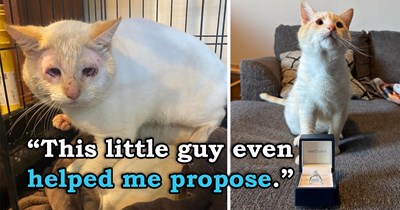 Boyfriend begs his girlfriend not to bring home a cat, she can't help it and adopts the saddest-looking cat at a shelter, the boyfriend falls in love, and the cat helps him propose: 'I'm fairly confident I have the best cat ever'