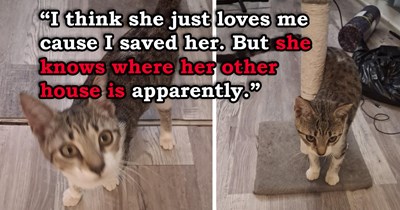 'She's been two timing me': Person rescues kitten stuck in a tree and adopts her, only to find out she belongs to a neighbor and has been using both their houses as her purrsonal all-you-can-eat buffets
