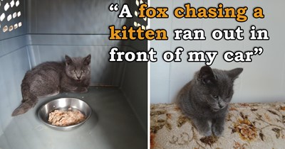 Fox chasing an injured kitten sends her running in front of a car, but the driver stops to save her