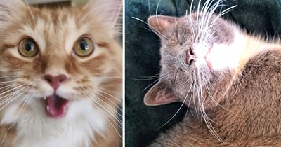 24 Cozy Pictures of Happy Cats to Meet Fall With a Warm Hug