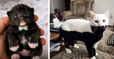 27 Fabulous Felines With Unique and Rare Fur Patterns and Markings