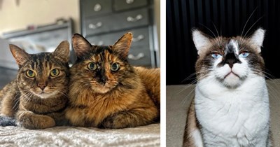 Elderly woman selling home has one heartwarming request for new homeowners: continue feeding the stray cats in the neighborhood with love and care 
