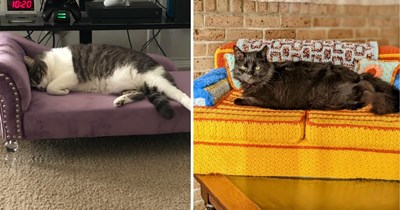 Cats Living Large on Tiny Couches For Some Serious Rent-Free Lifestyle Envy