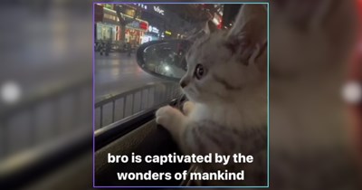 21 Wise Cat Memes for the Philosophical Soul