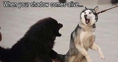27 Howlarious Memes from the Animal Kingdom Inspiring You to Take on the day like a Rhino Ramming a Roadblock