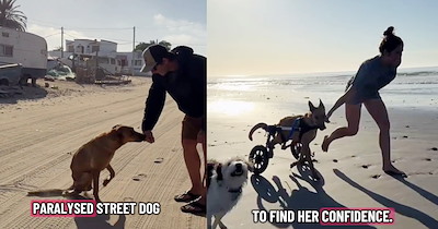 Paralyzed stray pup picked up by van life couple learns to run and swim again thanks to pawrental perseverance and a dashing doggy wheelchair