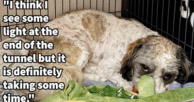 Terrified dog takes brave first steps out of carrier in new furever home after spending 11 weeks frozen in fear thanks to new pawrent’s patience: ‘He comes out and says hi to me.’