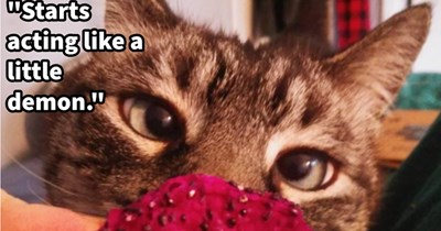 ‘How does your cat tell you they’re hungry?’ : 15 Hissterical and wholesome ways fur babies pester their pawrents fur treats