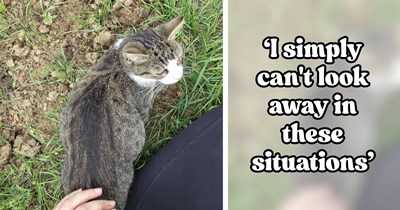 'I stole a pregnant cat': Kind horse lover rescues neglected barn cat from farmer who refuses to take care of her, immediately gets her the care she needs to deliver her kittens