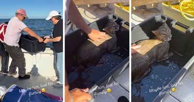People find a wild catamount struggling to stay afloat in the sea, rescue him from the water, and help the exhausted wild cat make it back to shore