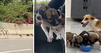 Mama dog and every one of her puppies are found stranded on a highway, but one man rescues and adopts the whole canine family to give them a safe home together