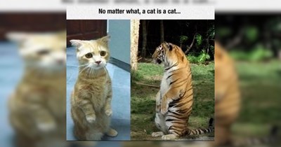 Best animal memes to kick off the week: 20 animal memes