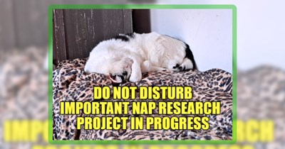 Your Weekly Binge of the Best ‘LOLcat’ Cuteness From Cat Meme Lovers Worldwide