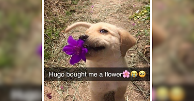 The Last Days of Summer Animal Memes For Nostalgic Souls