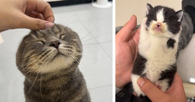 A Long List of Heartwarming Friday Felines to Prepurr You For Relaxing This Weekend the Cat Way