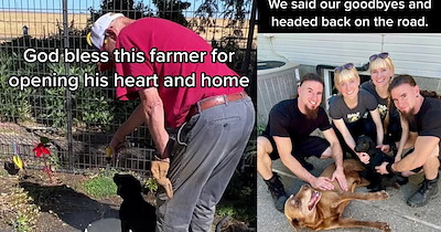 Touring band discovered 2 abandoned dogs on empty highway, and got incredibly lucky when the first local farmer they met said he was just looking for 2 pups to play with his lonely senior doggo, making this the best ‘wrong turn’ the band could have taken