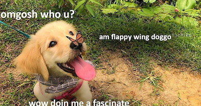 27 Wholesome Dog Memes Fur When You’ve Been a Good Boy or Girl at Work but No One Has Given You a Treat