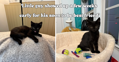 Family spends days searching for a tiny kitten hiding in their garage, then rescues him just weeks before their baby is due