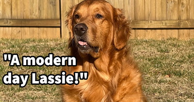 ‘My dog saved a little kid’: Hero dog alerts pawrent to solo child walking through neighborhood, the found boy had been evading police efforts to find him and return him to his family
