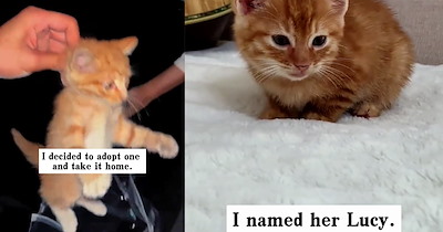 After seeing a cat mom carry her kittens into air con vent this cat lover had to try and help, but after finding the felines squished in a small space she only rescued one, leaving tiktok up in arms about how she could leave the others behind
