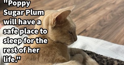 Shy cat begs hooman for food, but after helping and homing the cat they discover she used to live only three doors down and her negligent pawrents didn’t want her back : ‘She is ours and she will never be treated like trash again.’