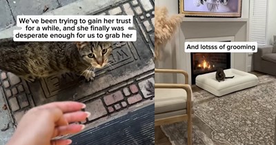 Pregnant stray cat appears to inform hoomans she’s chosen their home to have kittens, and while she didn’t appreciate their nonoptional bath, she did enjoy the XL cat bed her new pawrents put by the fireplace to keep her babies warm