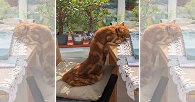 21 Liquid Cats Competing in the 2026 Olympics of Pouring Themselves Into Things