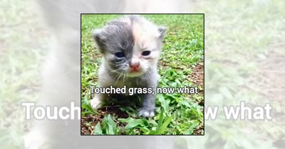 Your Weekly Delivery of 22 Soft and Silly Kitten Memes for a Midweek Mood Boost (September 16, 2026)