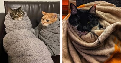 Purrfectly pawdorable purritos to cozy up beside your kitten cuties and have a softer, fluffier day