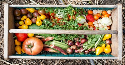 Resident realizes that their small balcony can be profitable by turning it into a small garden where they plant vegetables and make $300 a month: 'Small-scale niche produce can sell really well locally if you build a community around it'