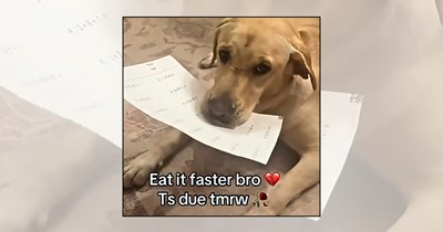 'The Dog Ate My Homework': 21 Dog Memes for Students Heading Back to School With Books, Backpacks, and Four-Legged Excuses