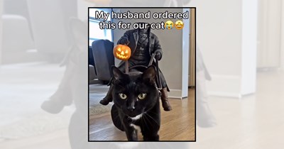 'Spooky Season's Official Mascots': 21 Black Cats Reporting for Halloween Duty Before October