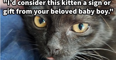 Redditors convince cat pawrent to keep recently found stray kitten, believing that it’s a sign from her recently departed soul cat to heal the feline shaped whole in her heart, adding a fifth feline to her fur family 