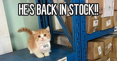 28 Silly Cat Memes to Stop the Sassy Feline Within Getting Loose and Getting You Fired