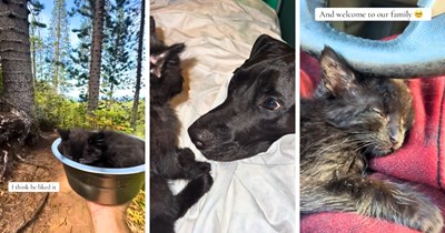 Stray black kitten follows a woman and her dog for the first half of a 5-hour hike, then falls asleep in the dog's bowl for the rest of it, woman says: 'I didn't want to leave him alone.'