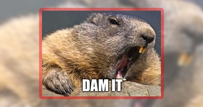 26 Adorable Wild Animal Memes for a Feral Friday Fun