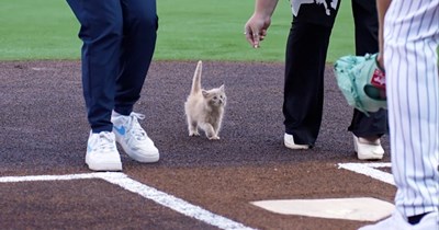 'Take meow to the ballgame': Rescue kitten 'ChipPurr Jones' throws the cutest first pitch at Stripers game to purrfectly start off the MLB season
