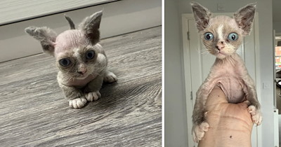 Unique and rare Devon Rex kitten gets adopted, goes viral for his scraggly, perpetually confused and gremlin-like appearance: 'No singular thought behind those gorgeous eyes'