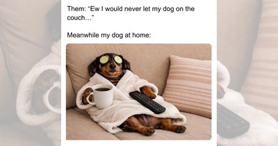 'Good boys get good memes': 21 Dog Memes to Fill Your Morning Cup with Puppy Pawsitivity (September 17, 2026)