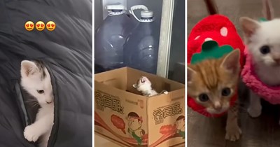 Rescued and Adopted Kittens Find Safety, Love, and Forever Homes in a Heartwarming Compilation of Tiny Second Chances