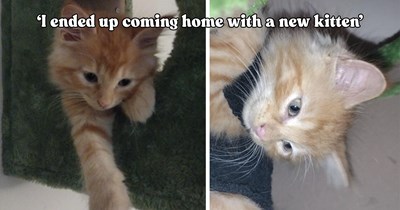 Cat lover picks the perfect day to volunteer at a shelter and ends up bringing home kitten number three