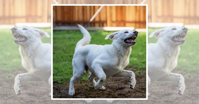 ‘Gotta go fast!’: 22 Pawerful Doggos Having the Zoomies and Breaking the Speed of Bark